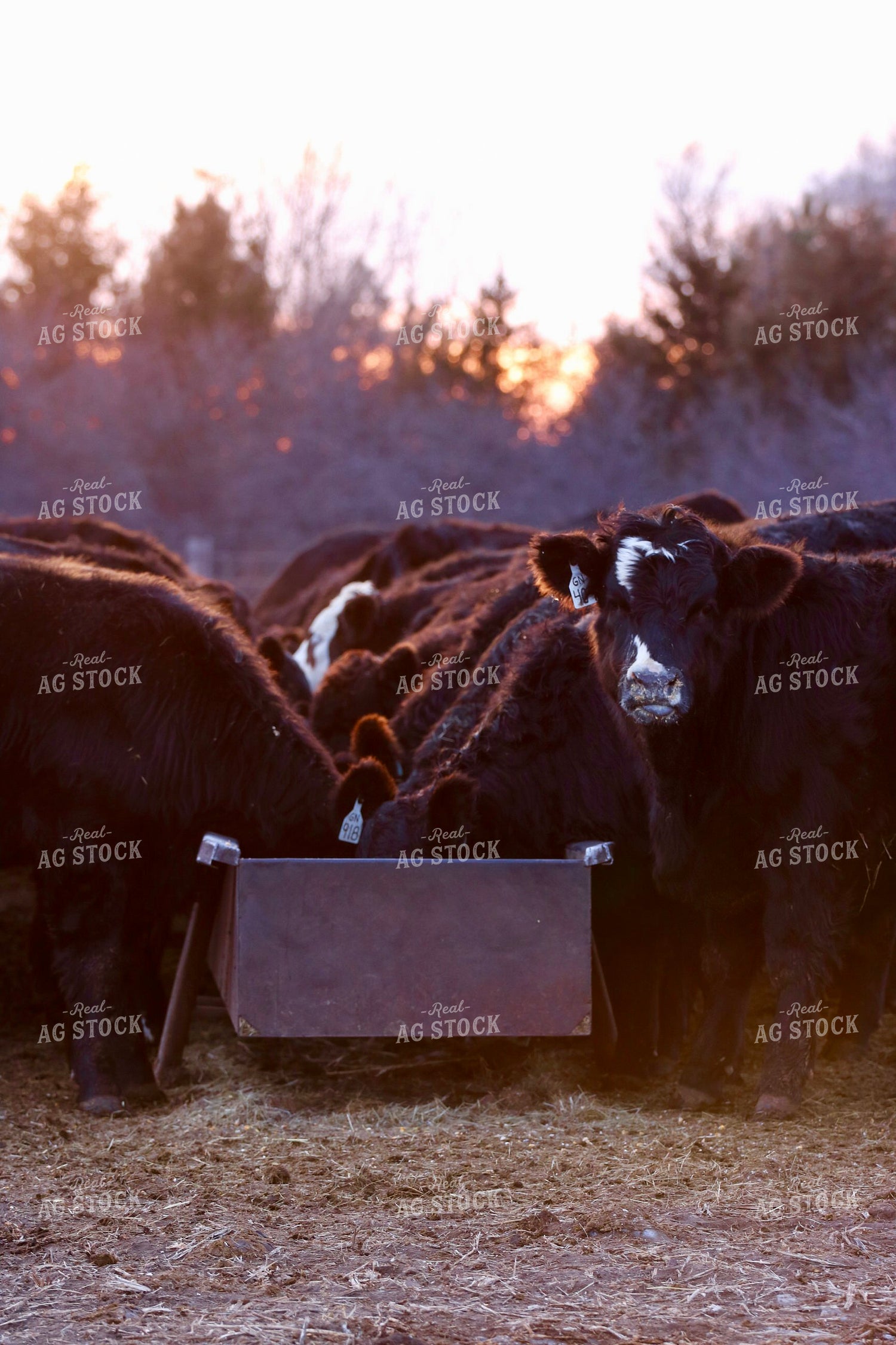 Cattle Eating at Feed Bunk 299304