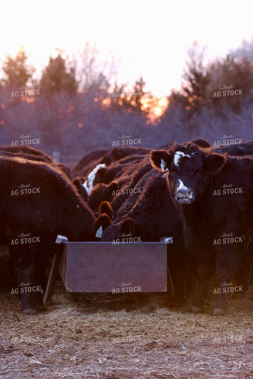 Cattle Eating at Feed Bunk 299304