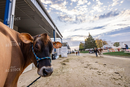 Show Cattle at Expo 270077
