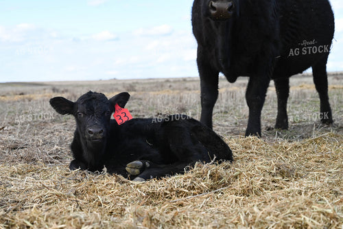 Cow Calf Pair 253021