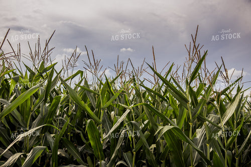 Corn Tassels 67464