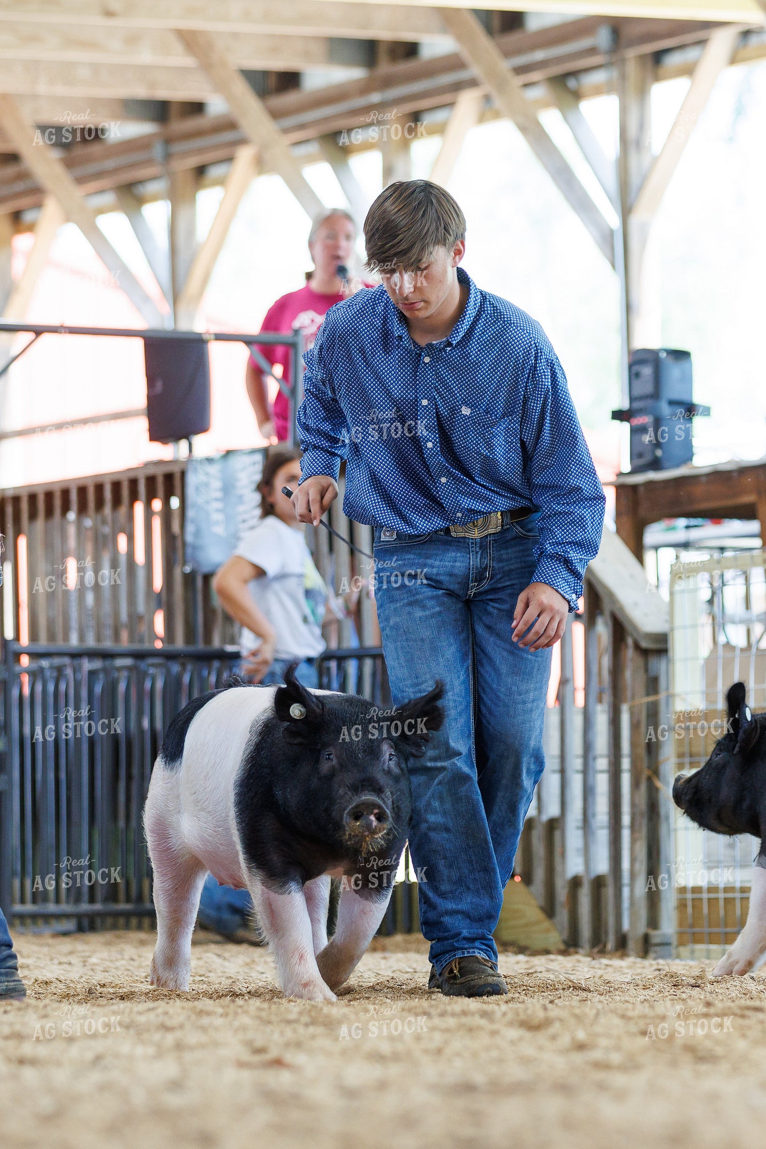 Showing Pigs 295101