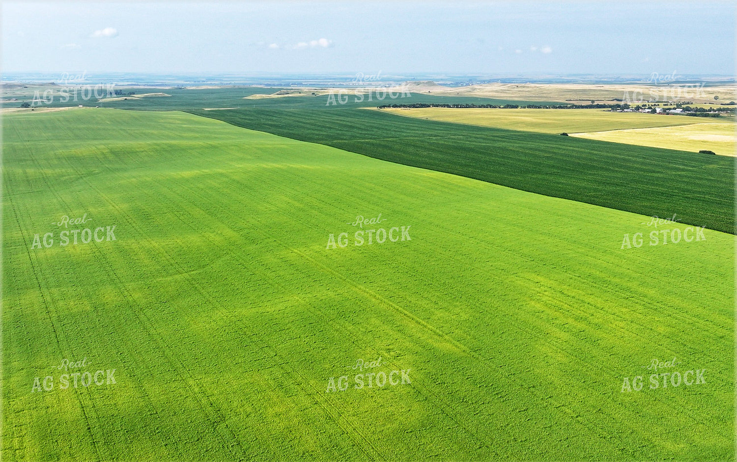 Aerial of Mid-Season Fields 141675