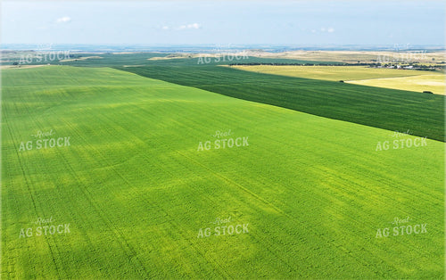Aerial of Mid-Season Fields 141675