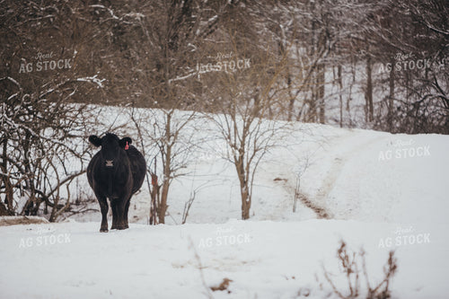Bred Angus Cow in Snowy Pasture 3753