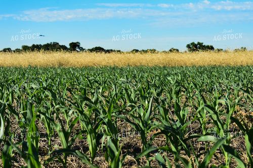 Early Growth Corn 156101