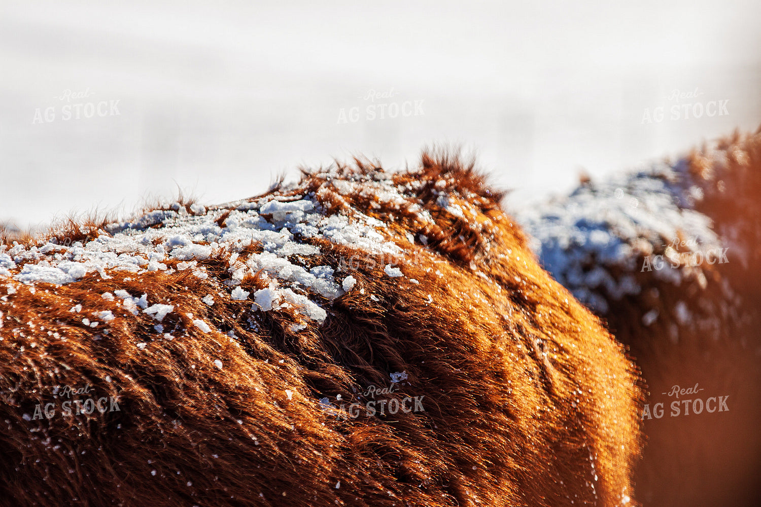 Snow on Hereford Cattle 150034
