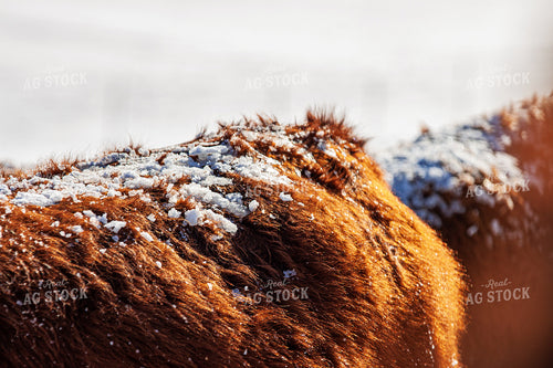 Snow on Hereford Cattle 150034