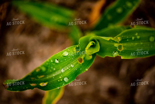 Water Droplets on Young Corn Plant Leaves 136053