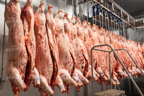 Pork Carcass in Meat Locker 52772