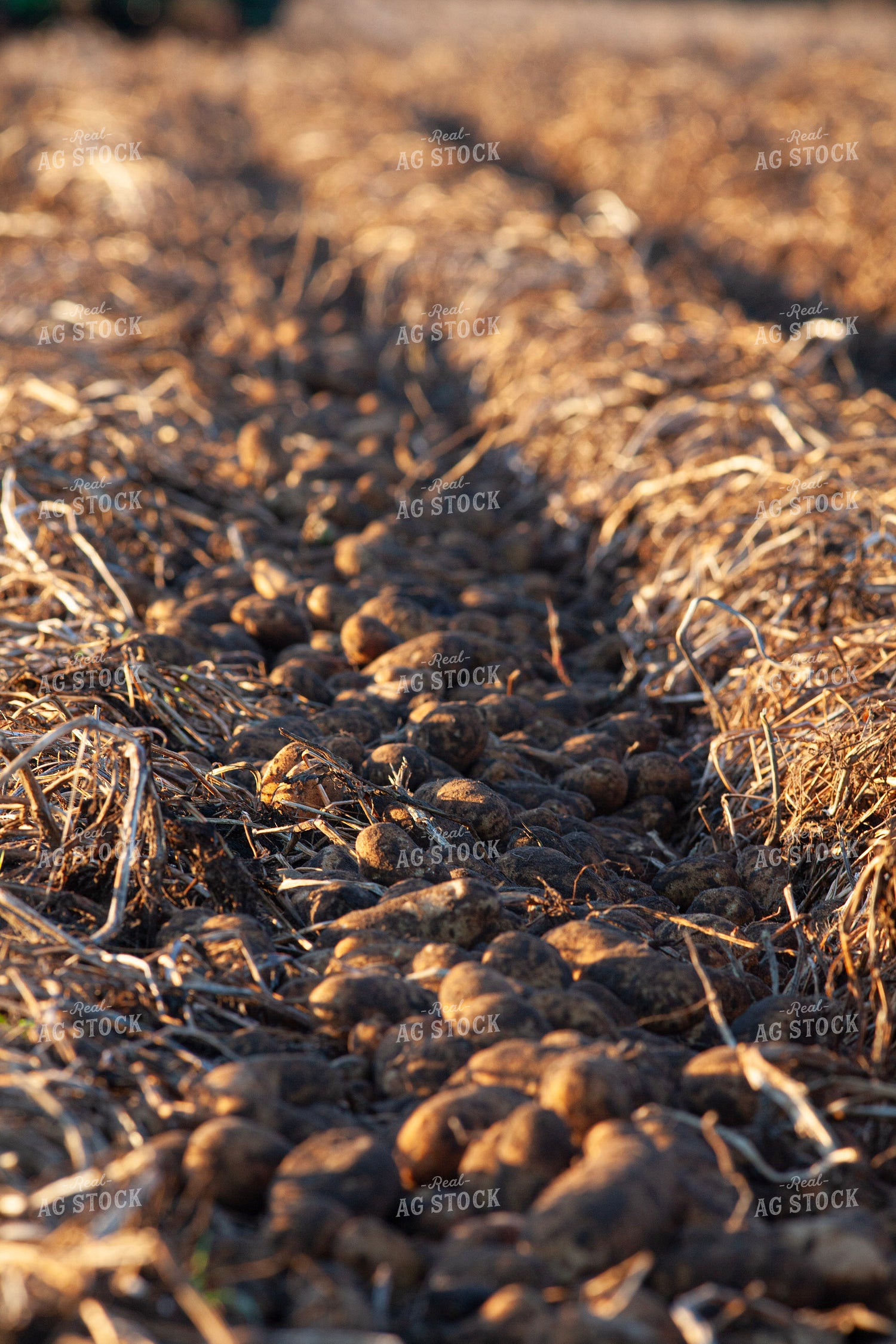 Potato Windrows 132186