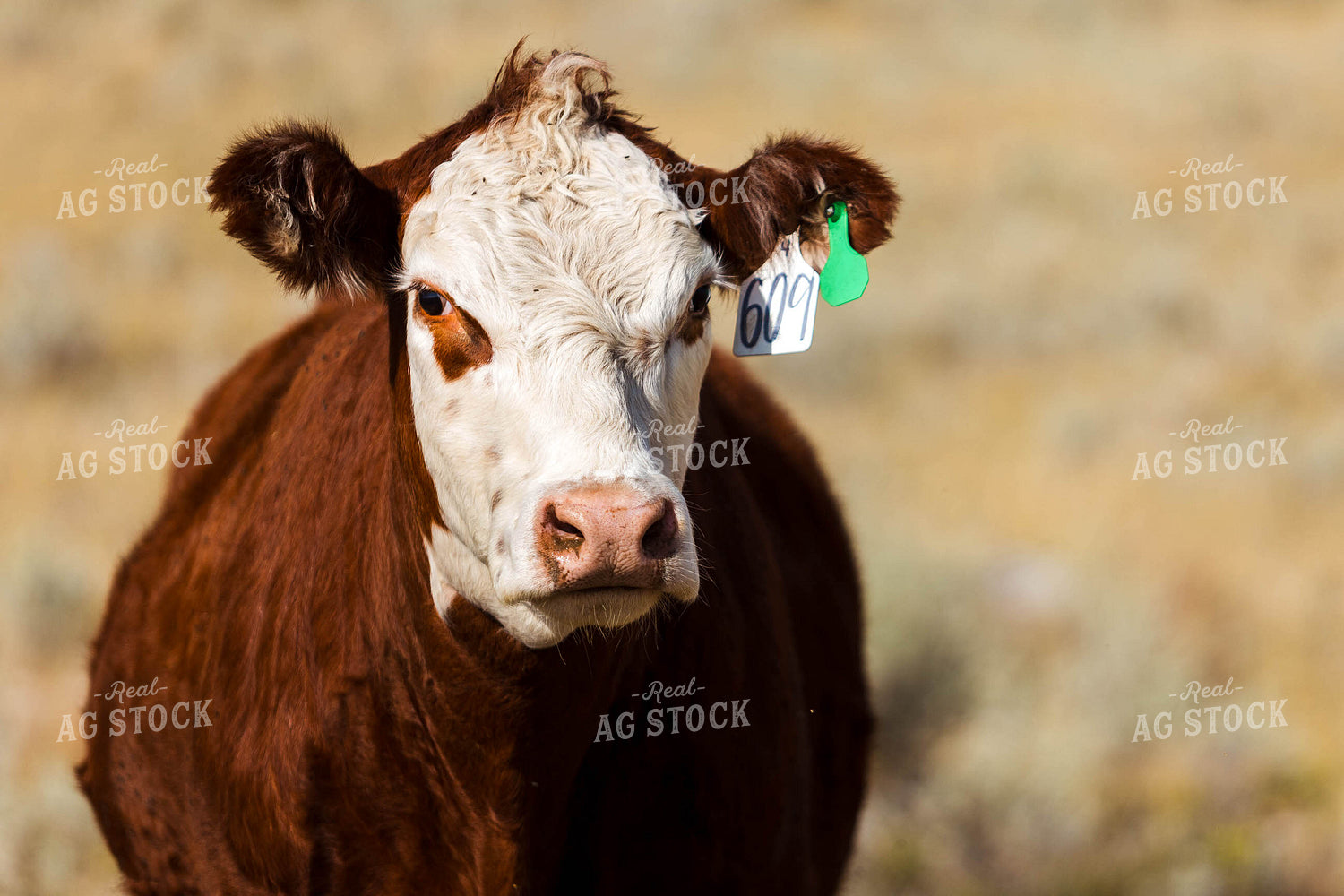 Bred Heifer on Pasture 97182