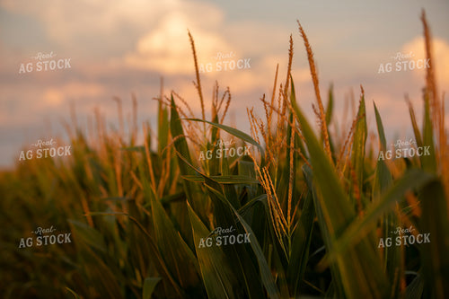 Corn - Mid-Season 2290