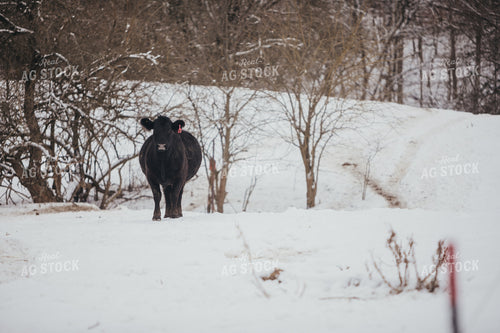 Bred Angus Cow in Snowy Pasture 3751