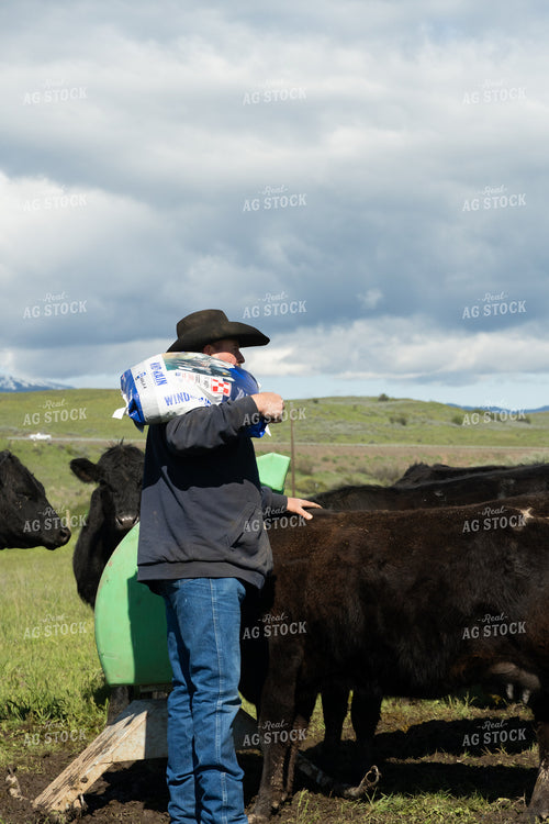 Rancher Taking Mineral to Cattle 65640