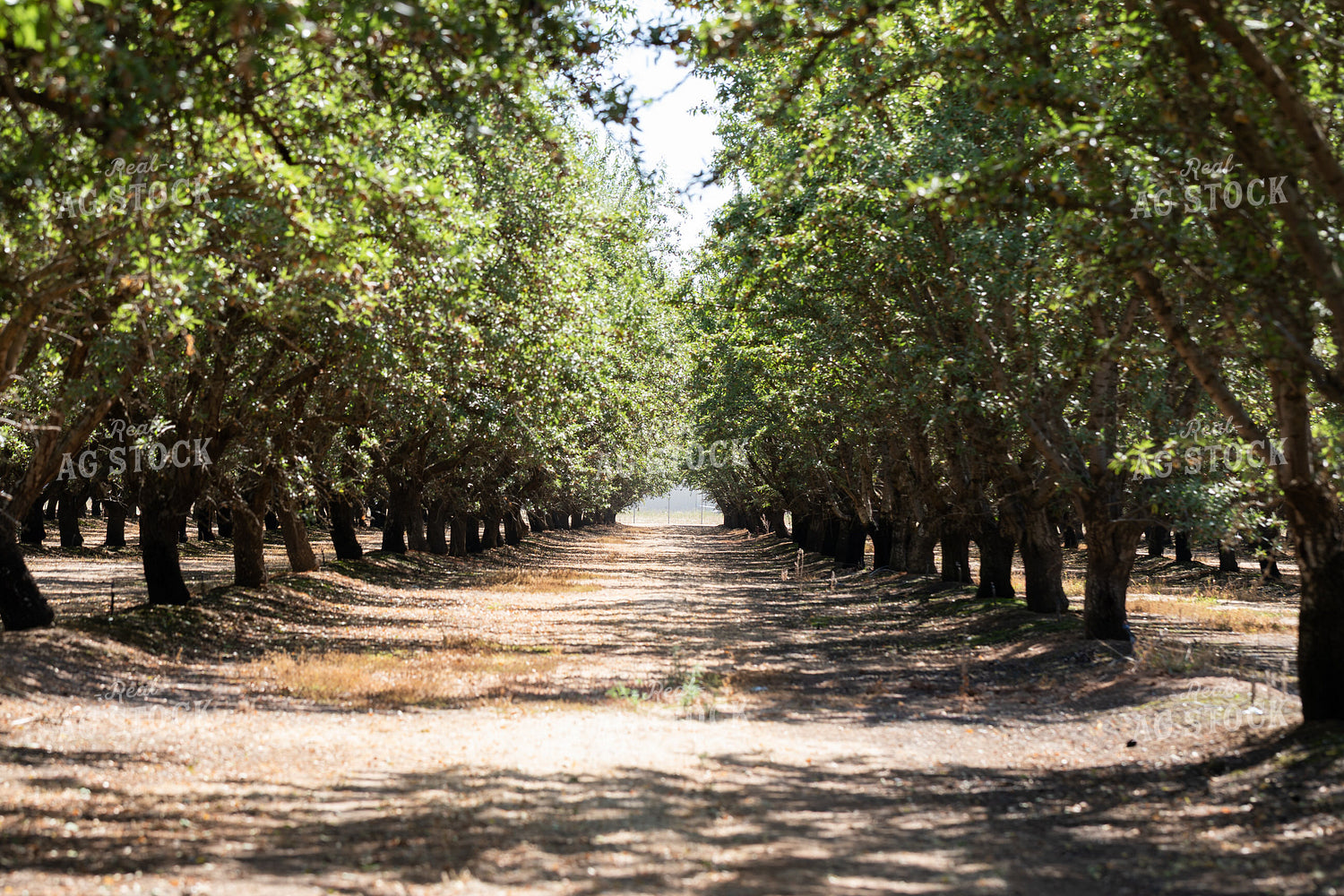 Pecan Grove 276001