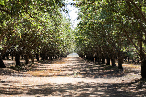 Pecan Grove 276001