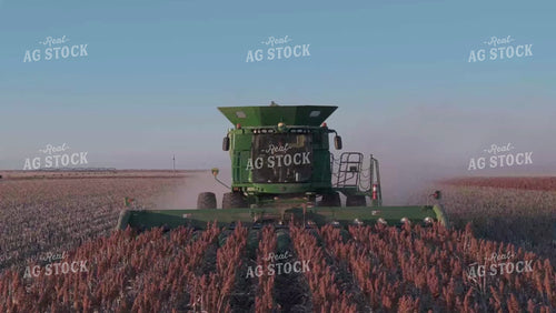 Milo Harvest 239053