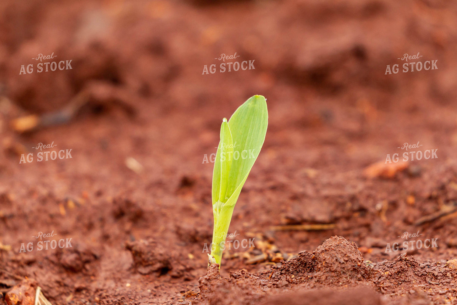 Corn Plant Sprouting 79258