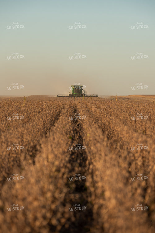 Soybean Harvest 274028