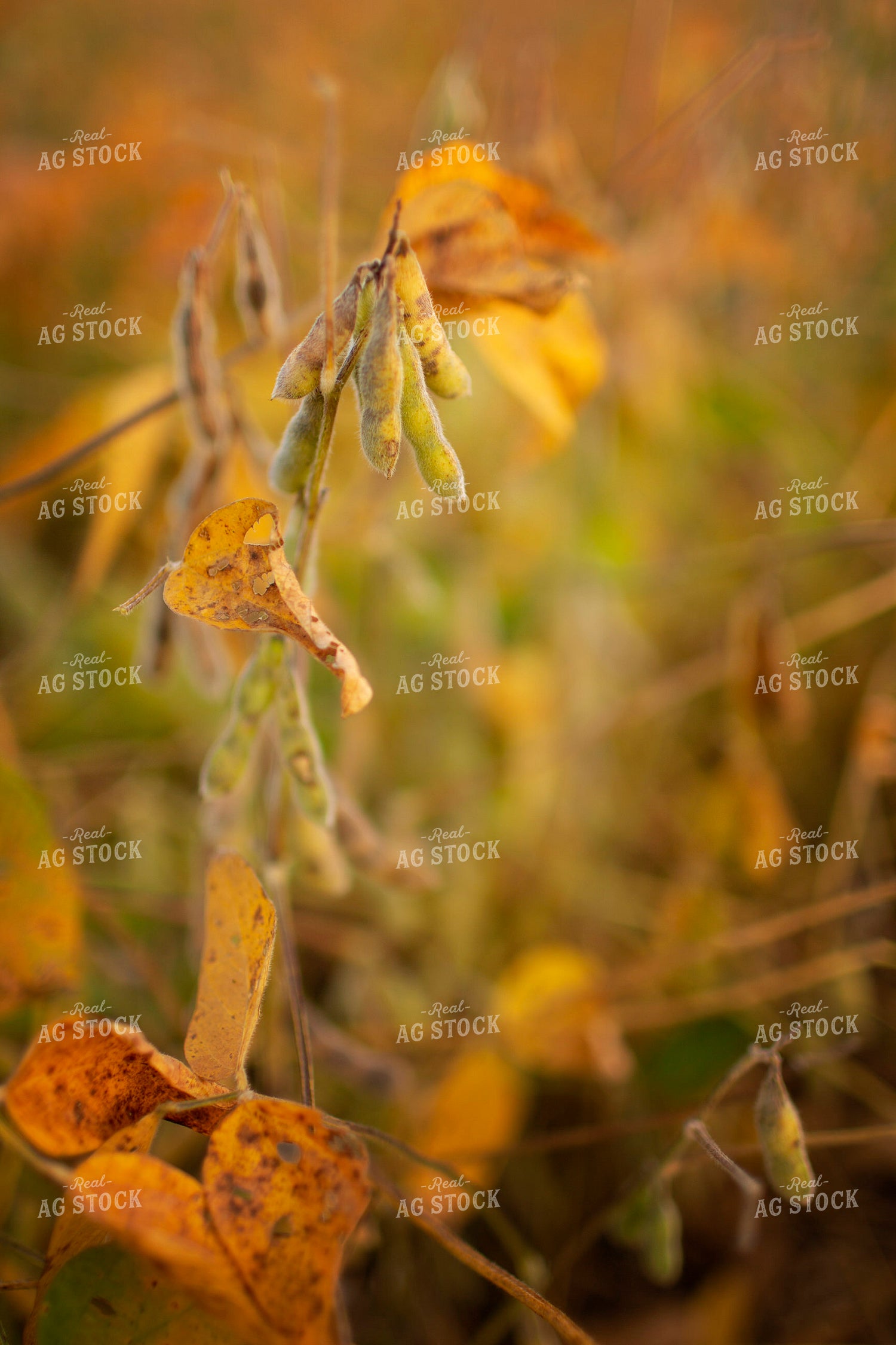 Soybeans - Mid-Season 2363