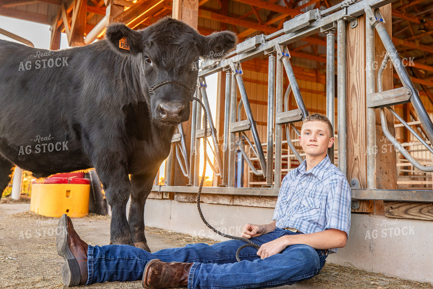 Farm Kid with Show Cow 270405