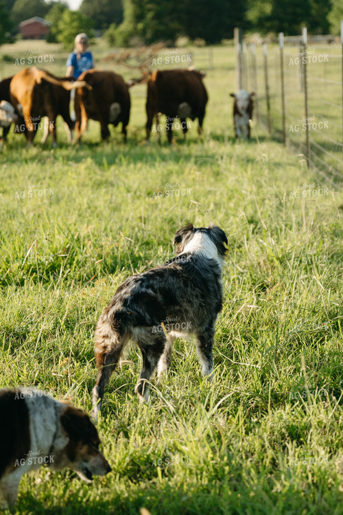 Farm Dog Herding Cattle 125301