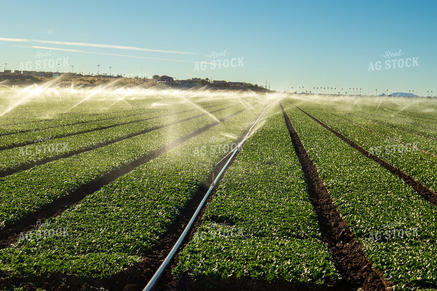 Irrigation System in Field 105094