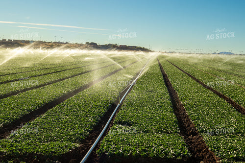 Irrigation System in Field 105094