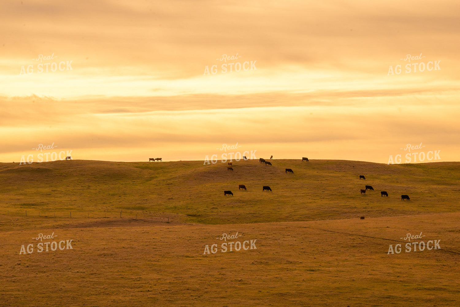 Cattle Grazing on Pasture 299165
