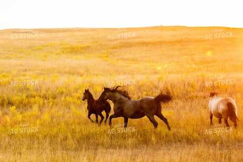 Horses Running 299083