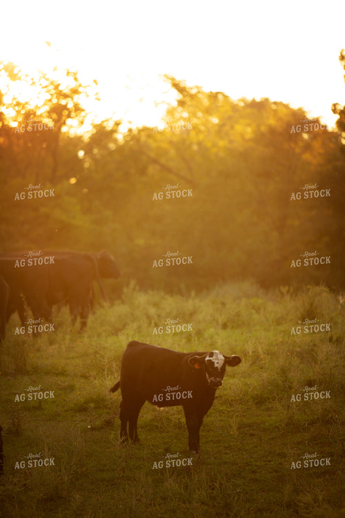 Cattle 2425