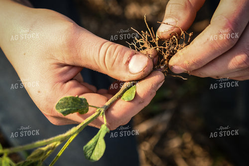 Scouting Early Growth Soybeans 191163