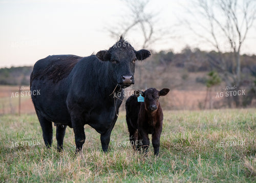 Crossbred Cow Calf Pair 193059