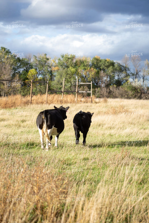 Cow and Black Calf Walking in Fall Pasture 406013