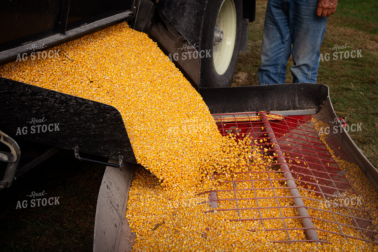 Unloading Harvested Corn 268165