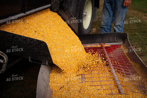 Unloading Harvested Corn 268165