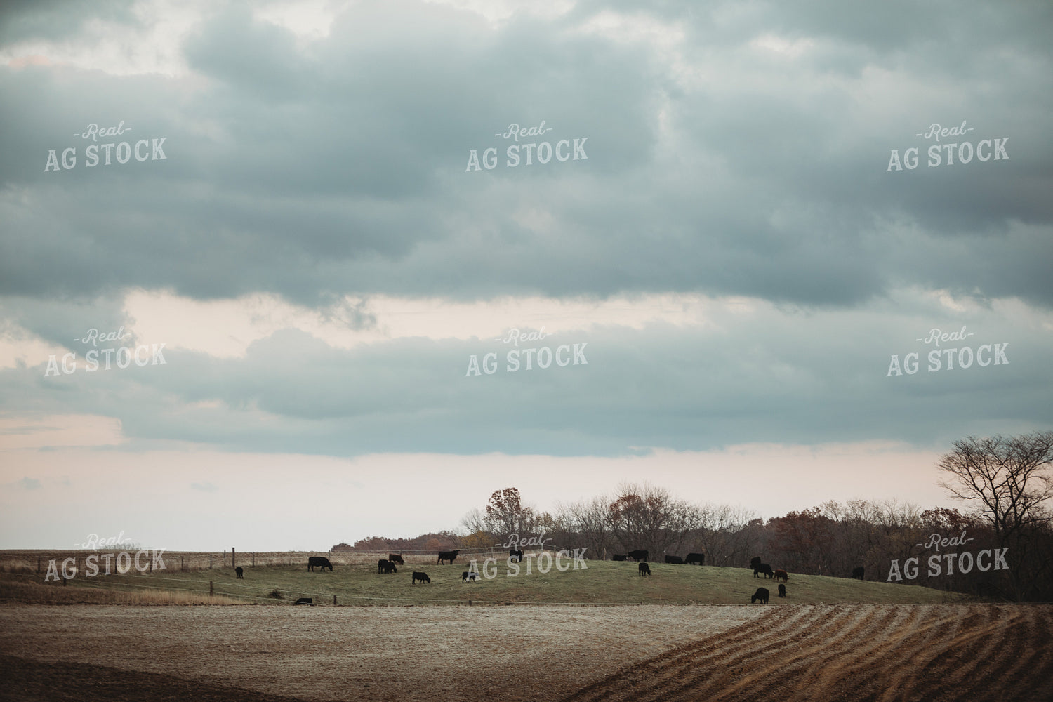 Cows in Pasture at Dusk 3639