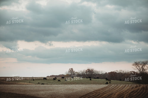 Cows in Pasture at Dusk 3639