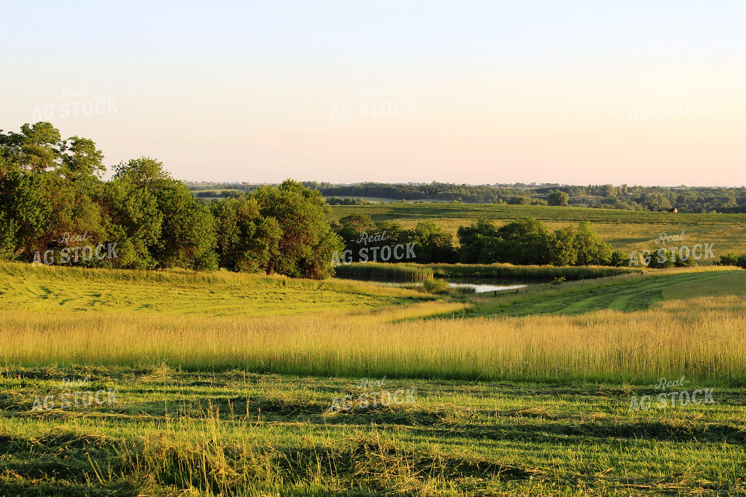 Scenic Pasture Ground 214003