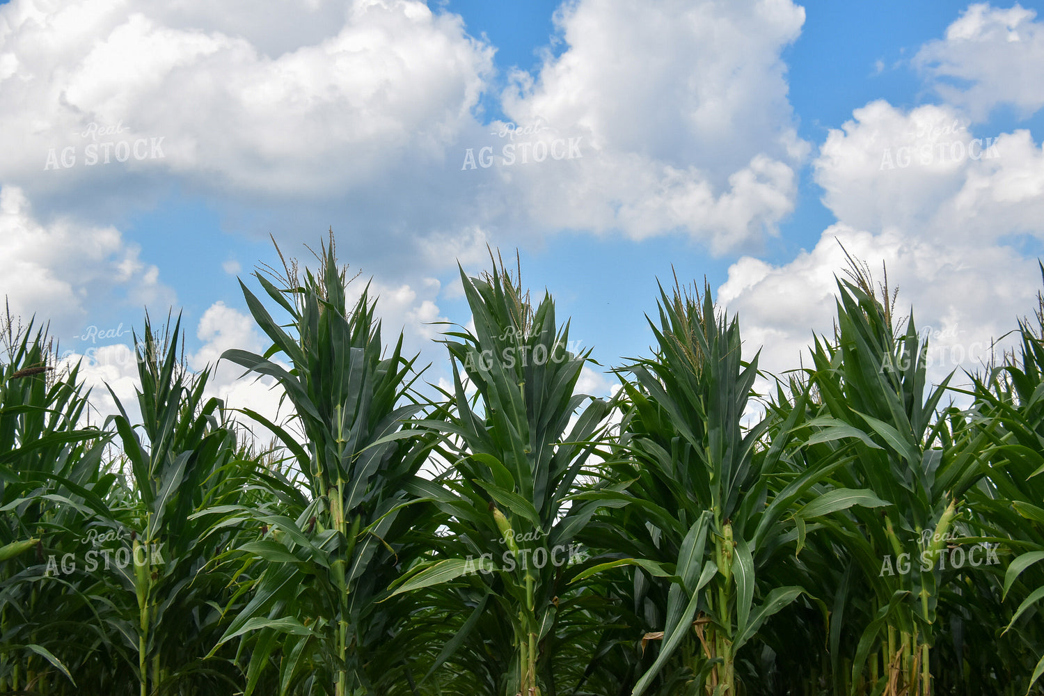 Rows of Corn 84124