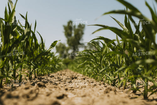 Corn Field 7848