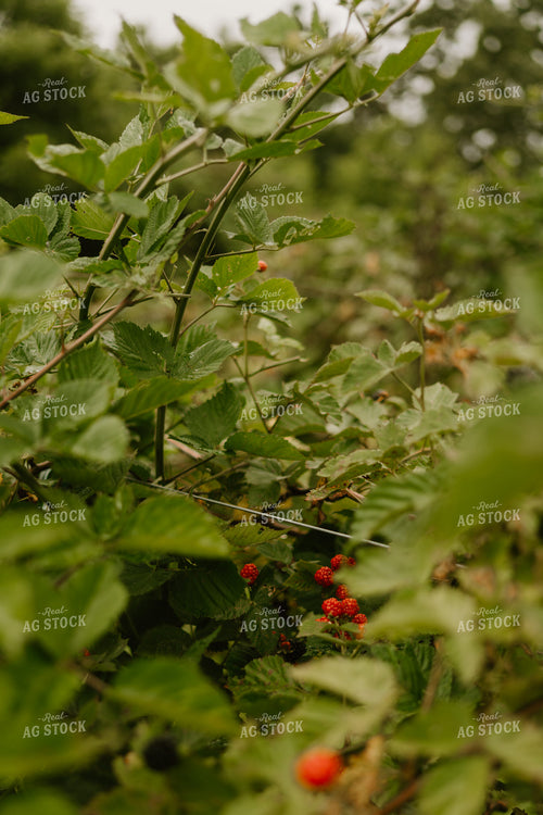 Blackberries 125374