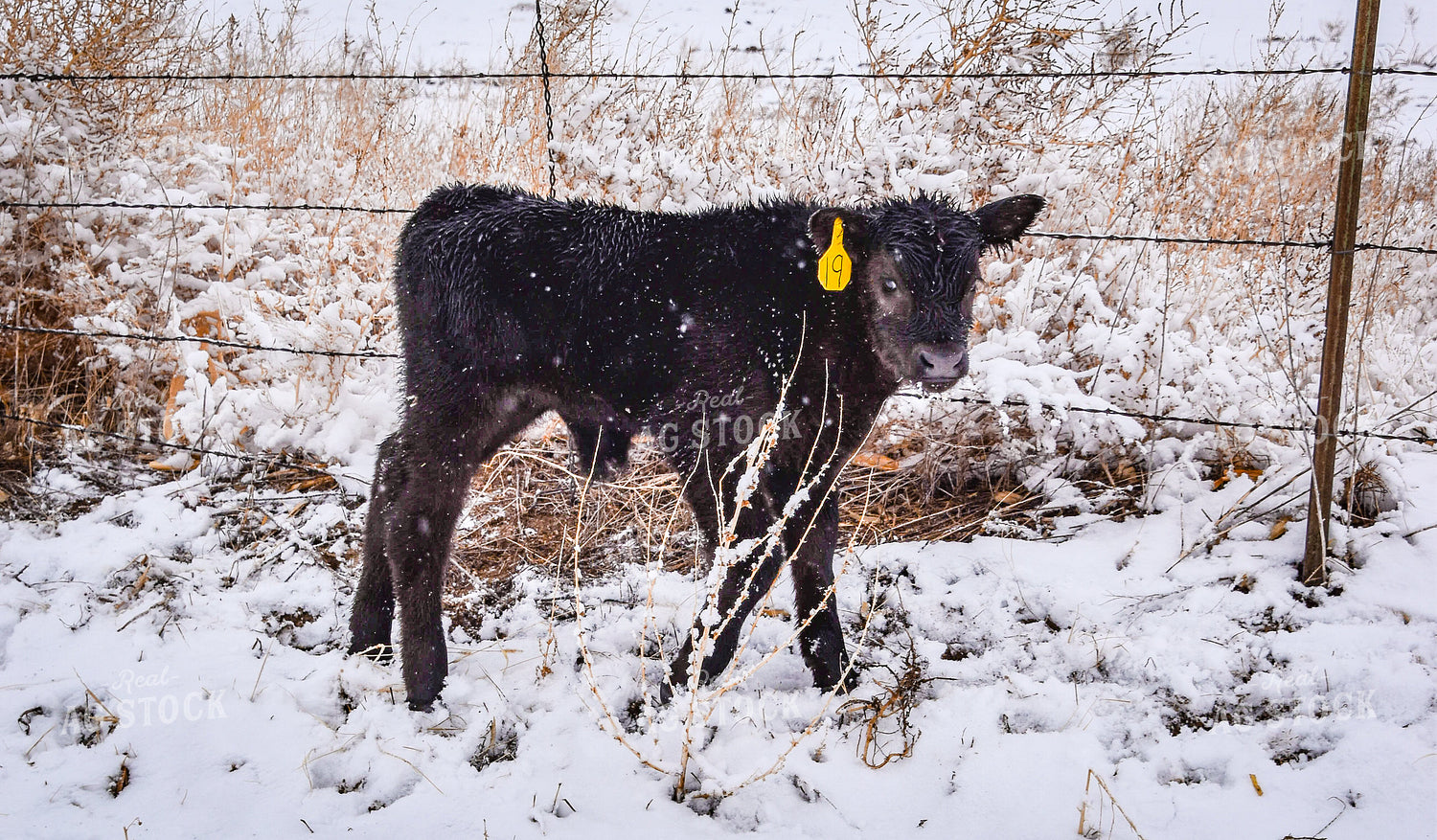 New Calf in Snow 56282