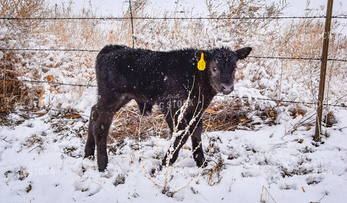 New Calf in Snow 56282