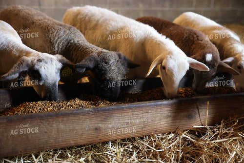 Lambs Eating 90159