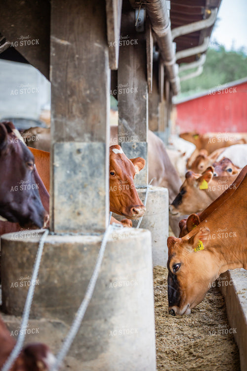 Guernsey Dairy Cows 270578