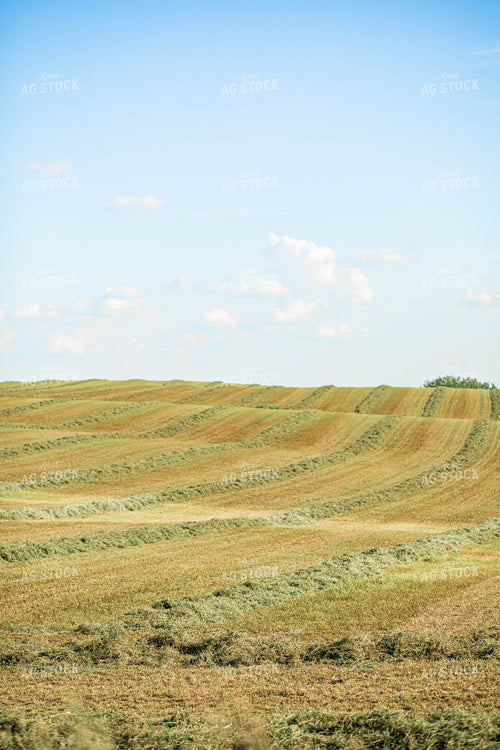 Cut Hay Field 215032