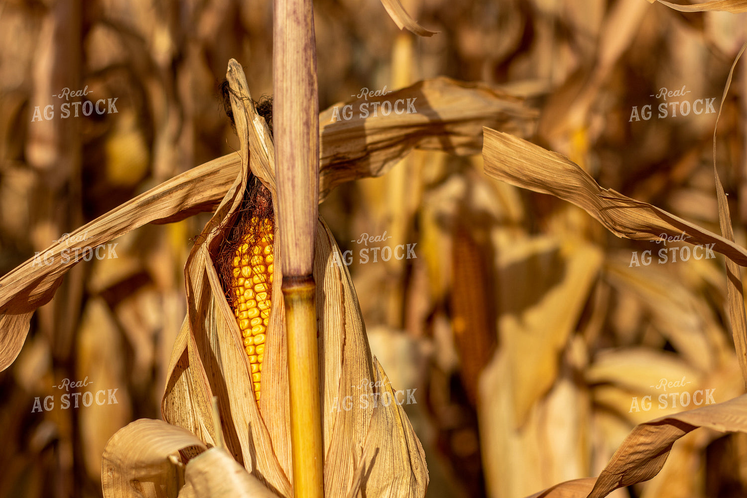 Dried Corn Field 67159