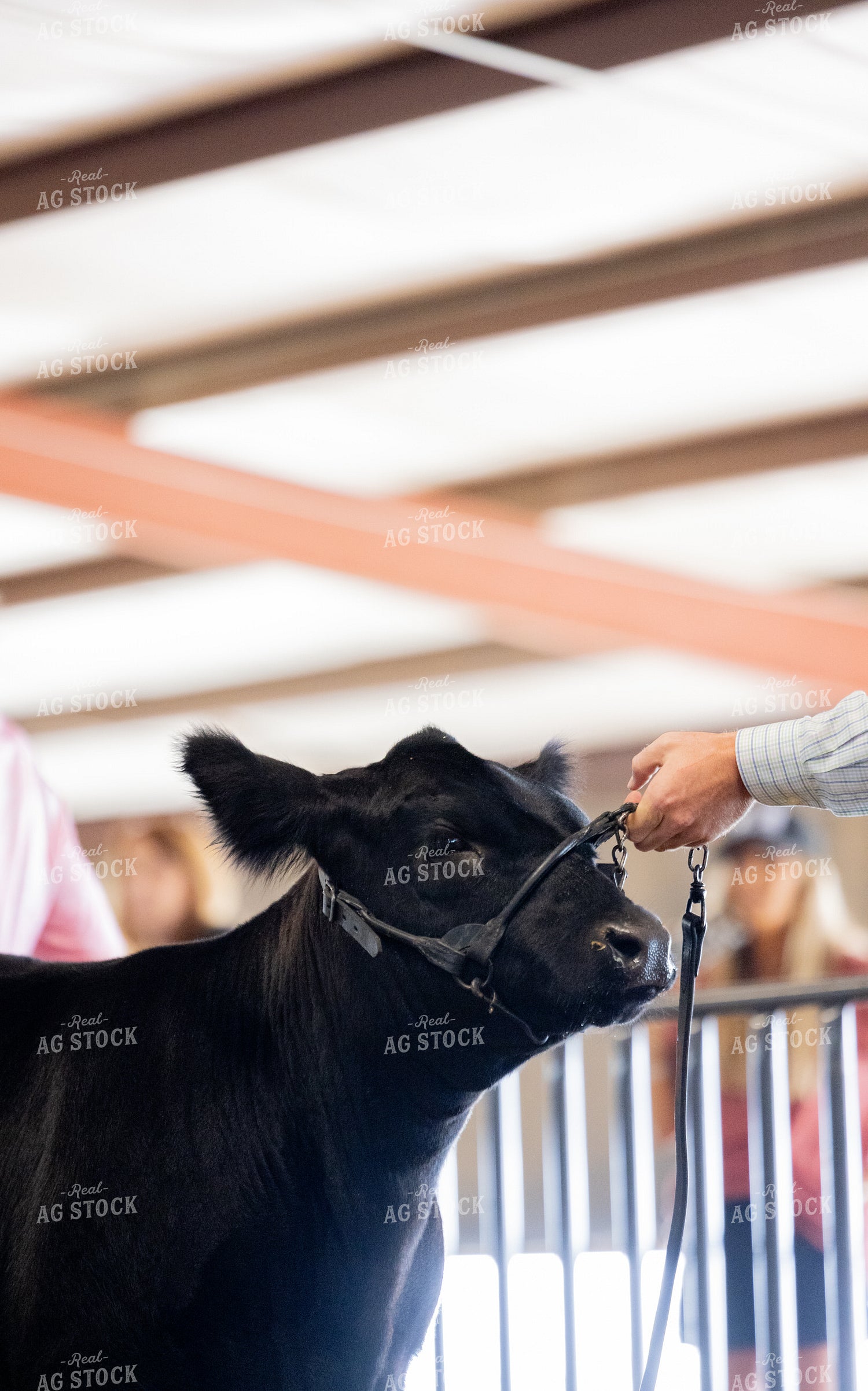 Showing Cattle 143030